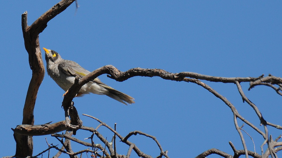 Noisy Miner - Diana Flora Padron Novoa