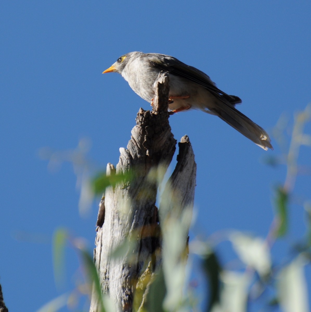 Noisy Miner - Diana Flora Padron Novoa