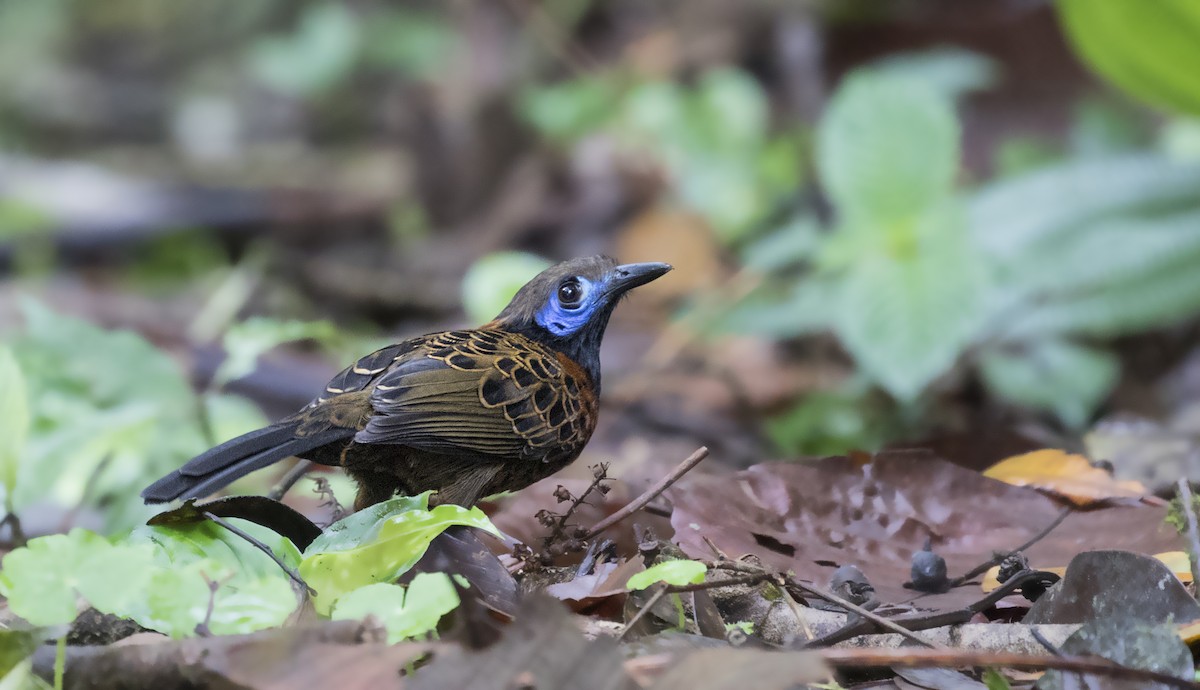 Ocellated Antbird - ML86135111