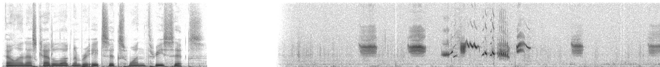 Traquet deuil (halophila) - ML86136