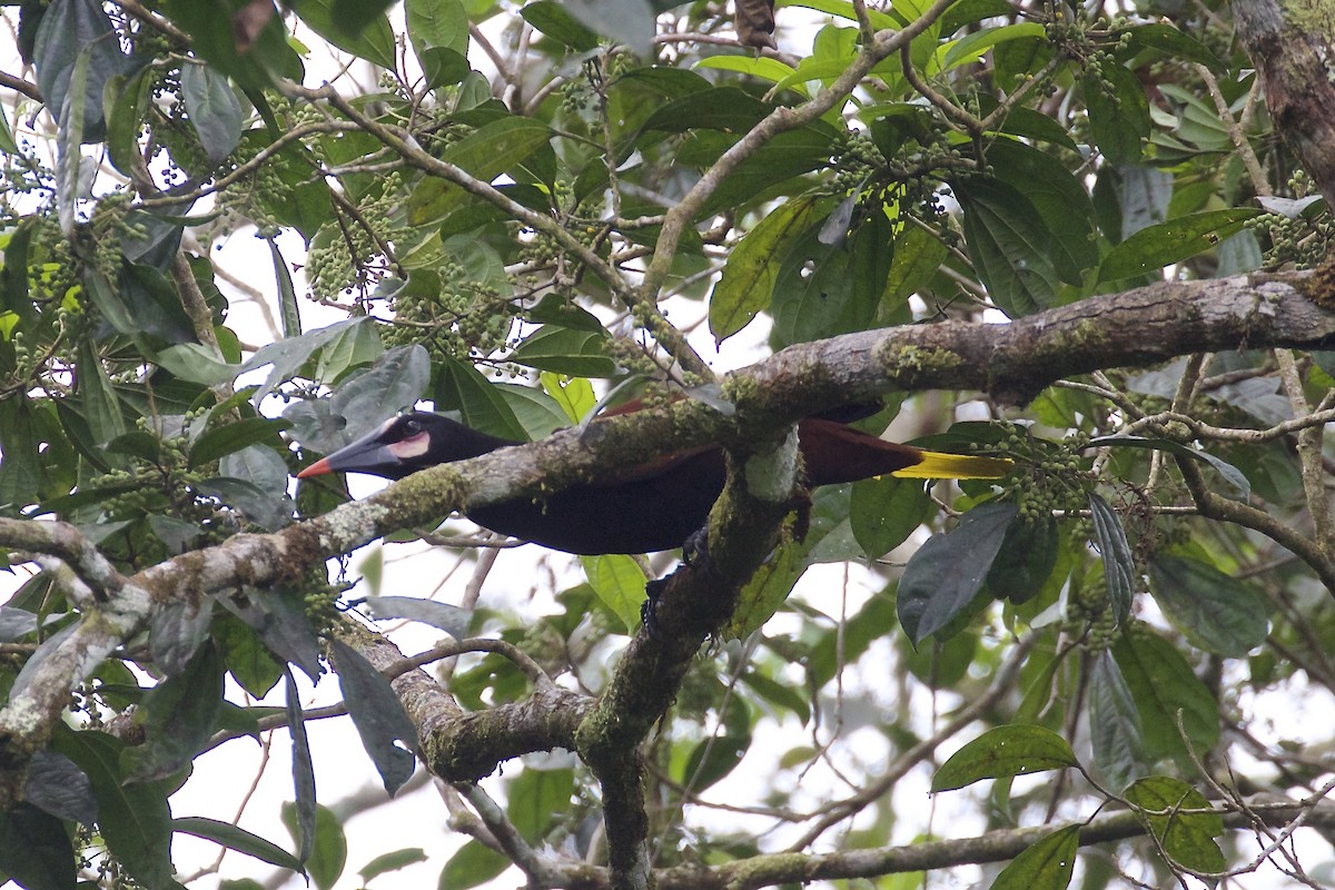 Baudo Oropendola - ML86136881