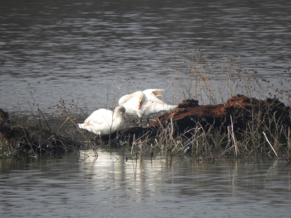 Mute Swan - ML86137281