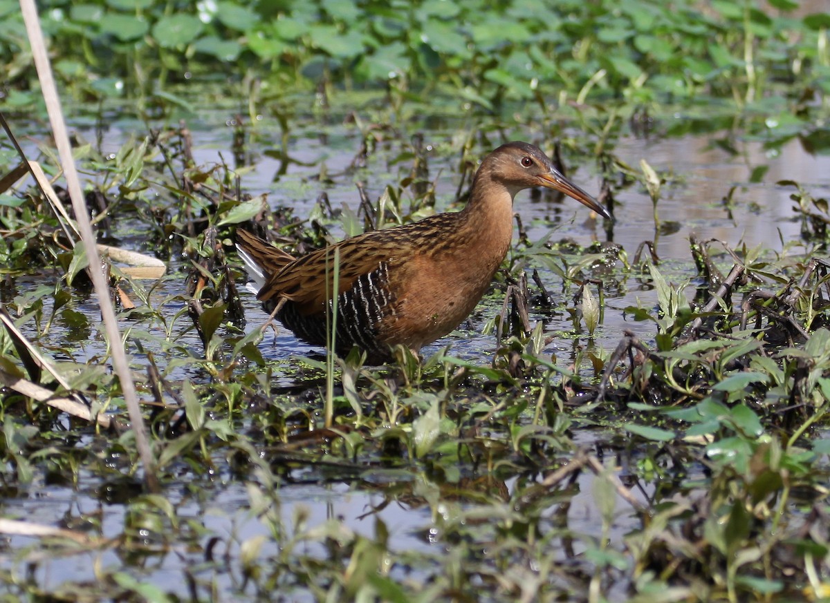 King Rail - Eric Soehren