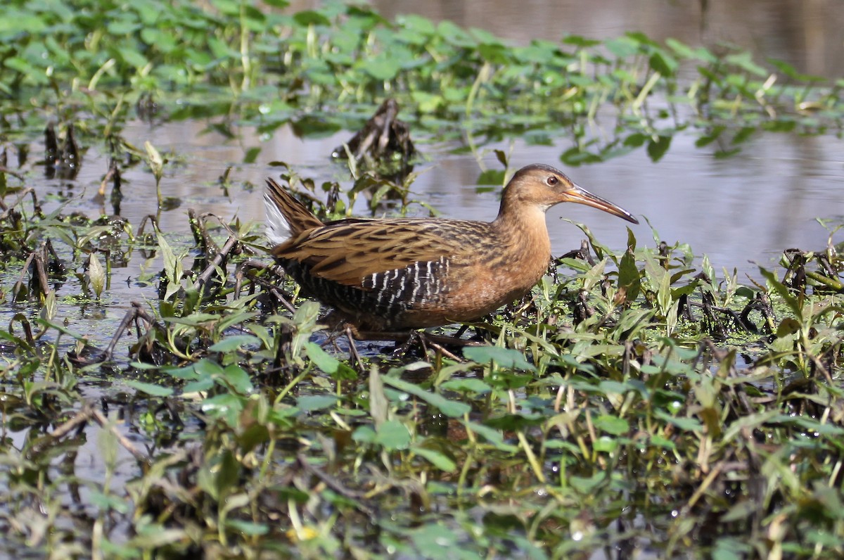 King Rail - Eric Soehren