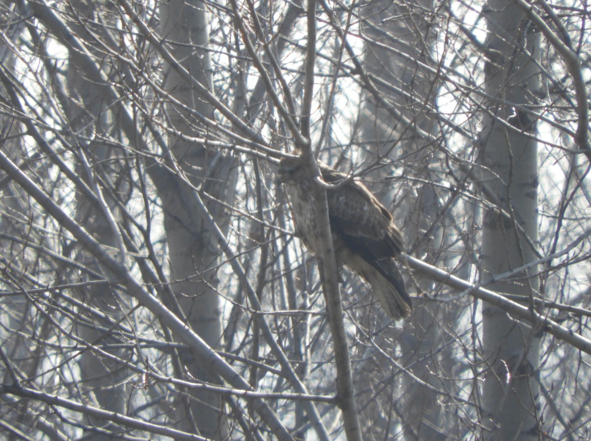 Common Buzzard - ML86138311