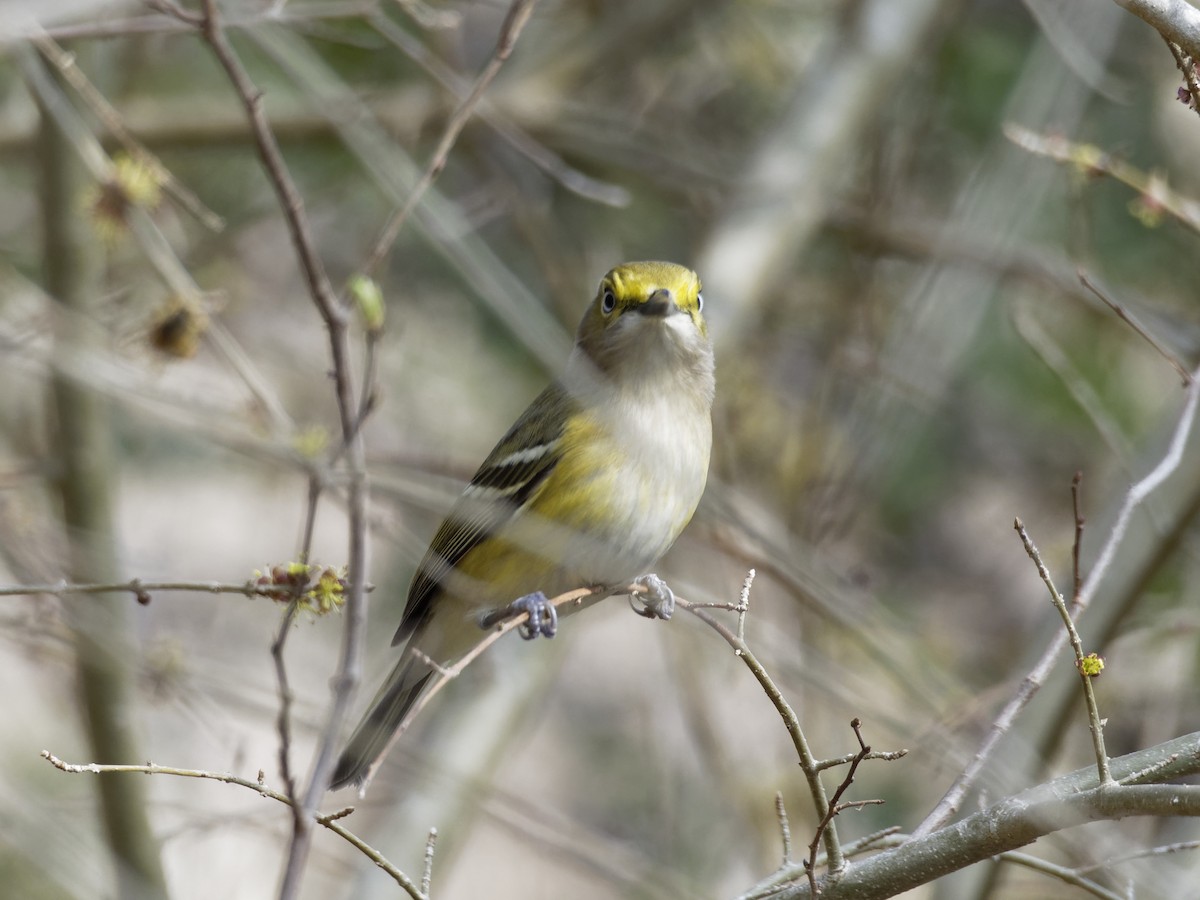 Viréo aux yeux blancs - ML86138391