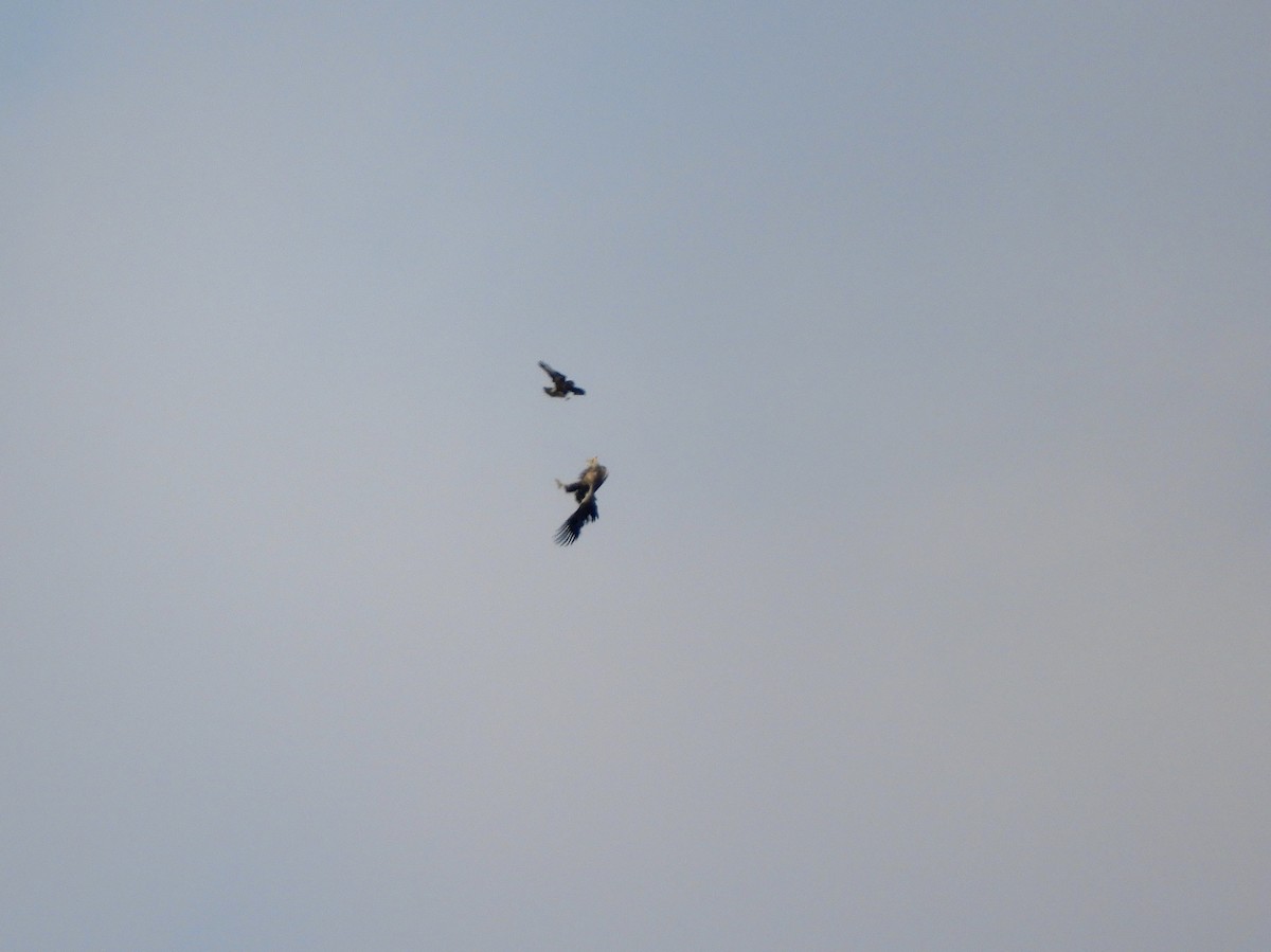 Common Buzzard - ML86138611