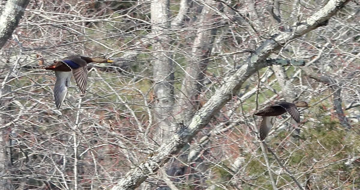 American Black Duck - ML86138741