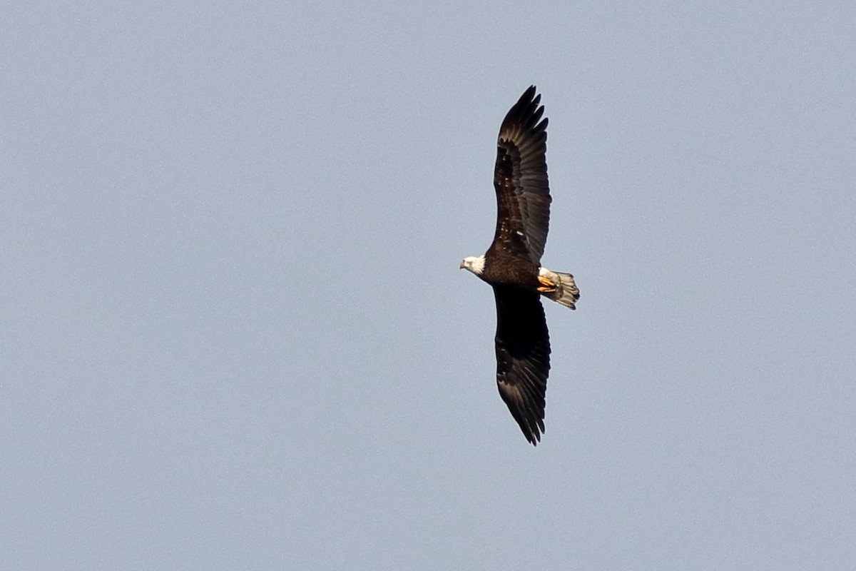 Bald Eagle - ML86138891