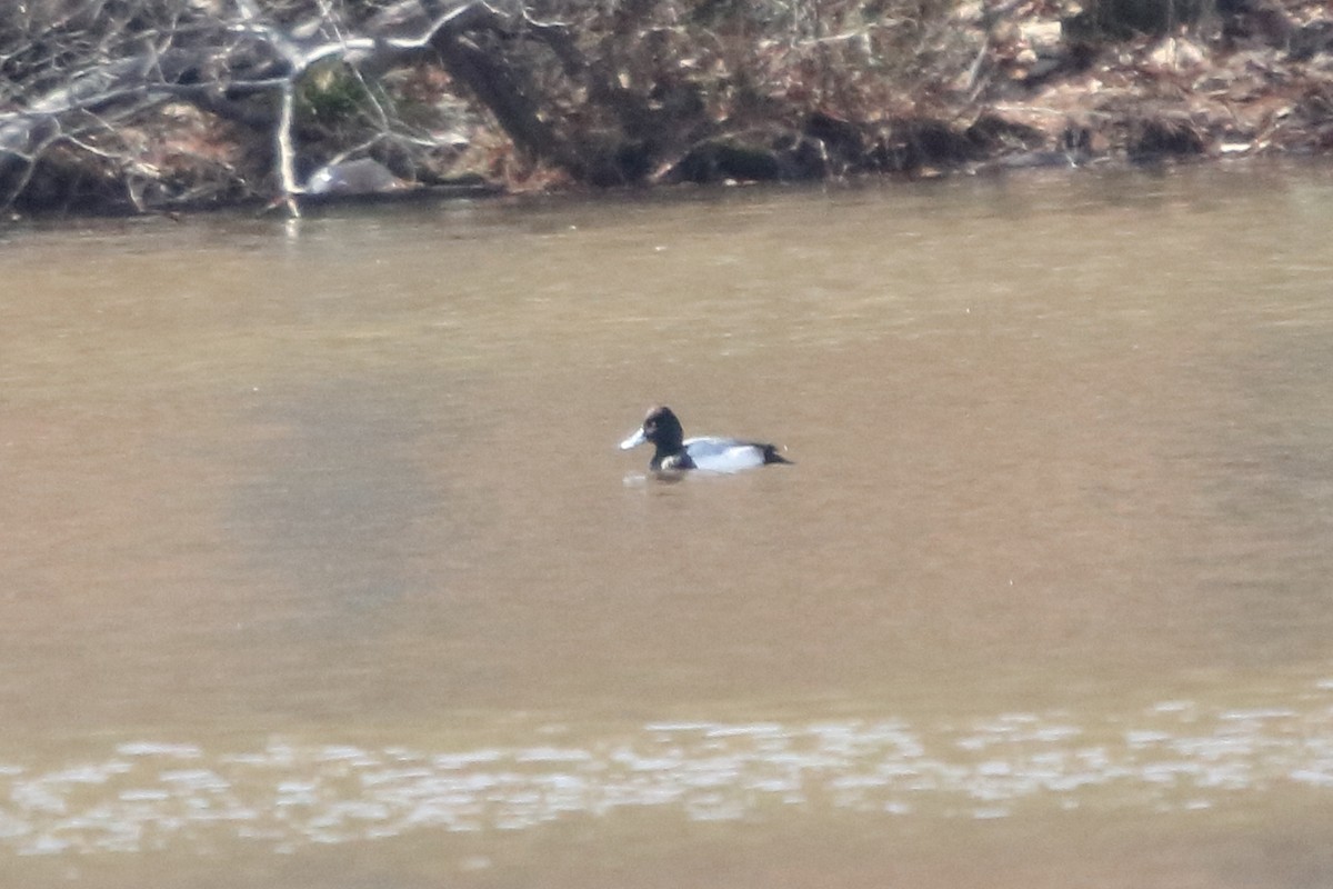 Lesser Scaup - ML86139071