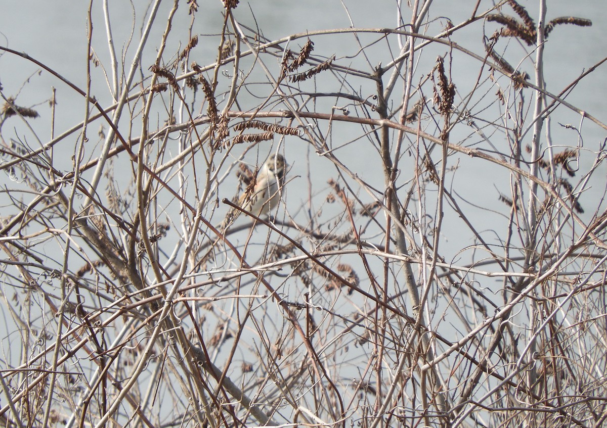 Reed Bunting - ML86139201