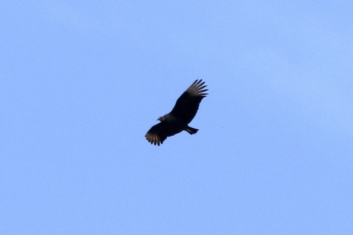 Black Vulture - ML86139371