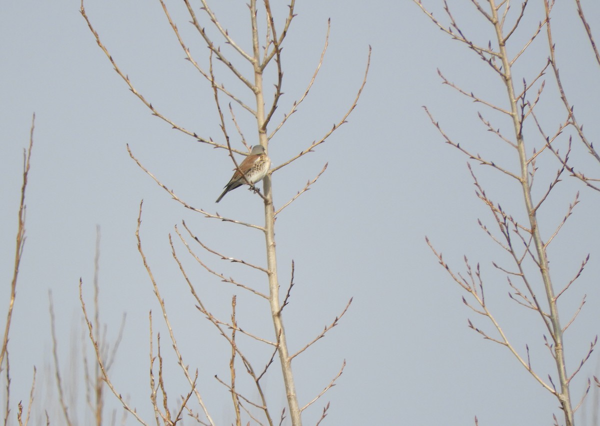 Fieldfare - ML86139811