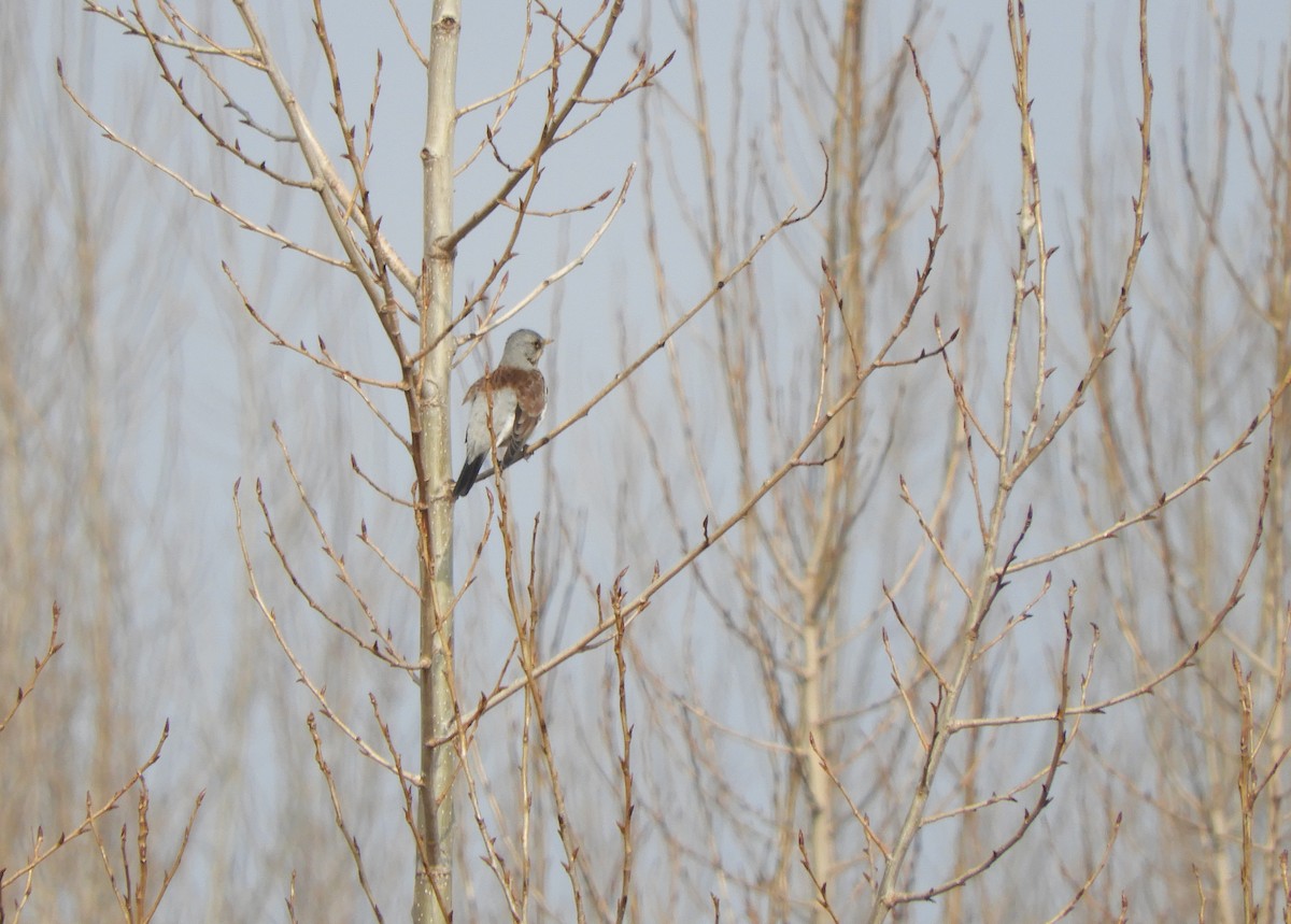 Fieldfare - ML86139821