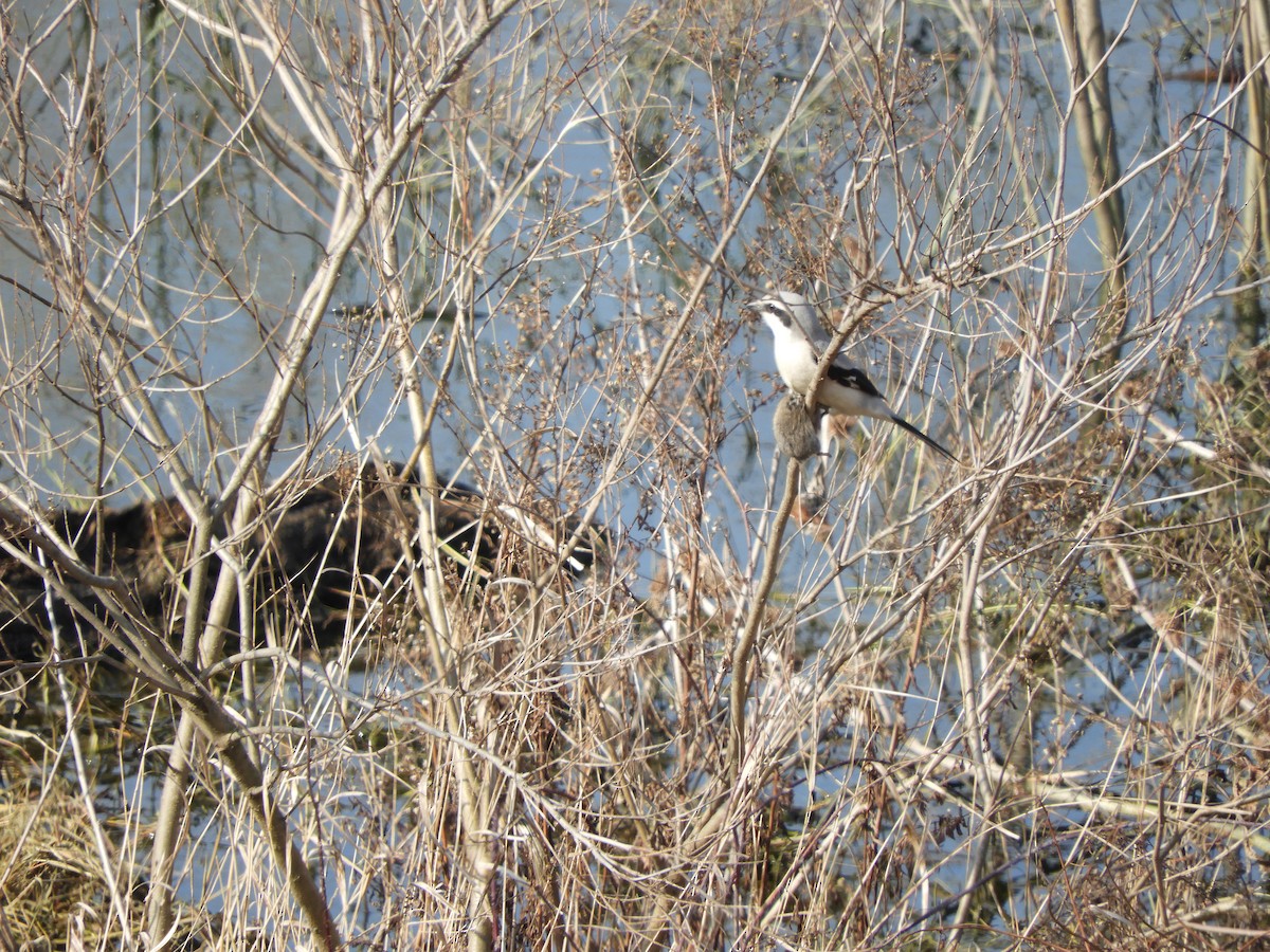 Great Gray Shrike - ML86139891