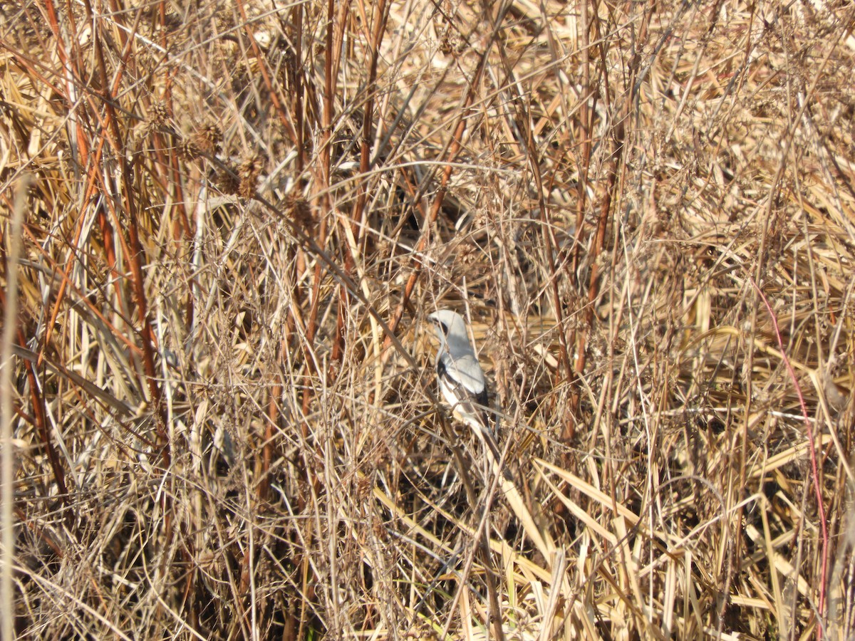 Great Gray Shrike - ML86139931