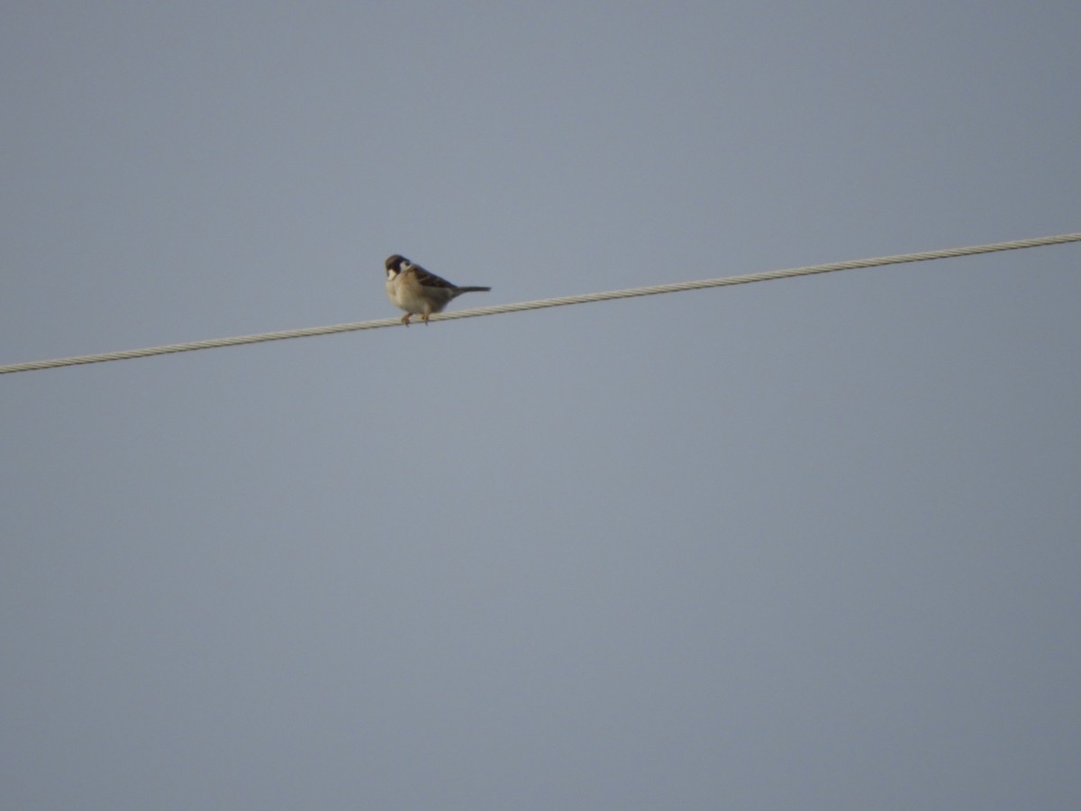 Eurasian Tree Sparrow - ML86140171