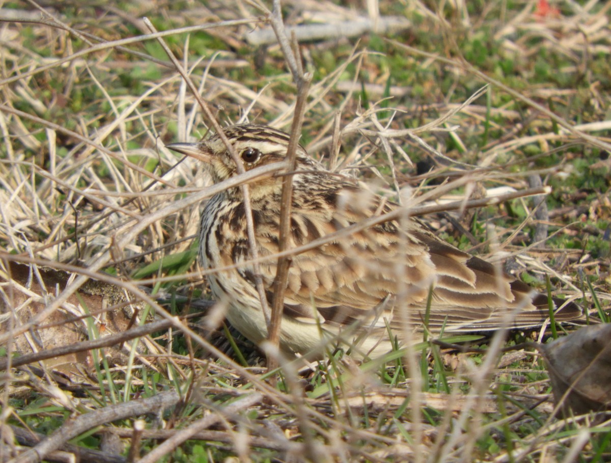 Wood Lark - ML86140371