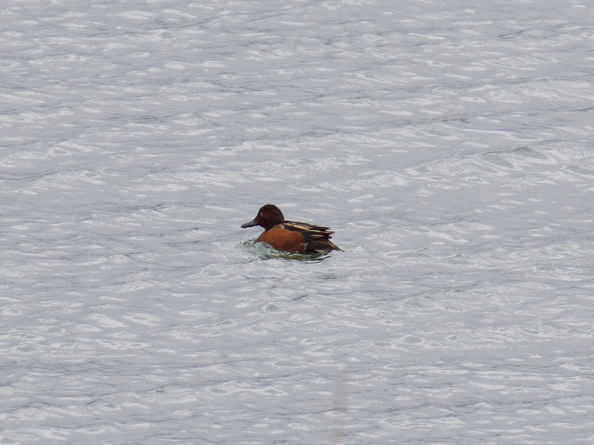 Cinnamon Teal - ML86140711