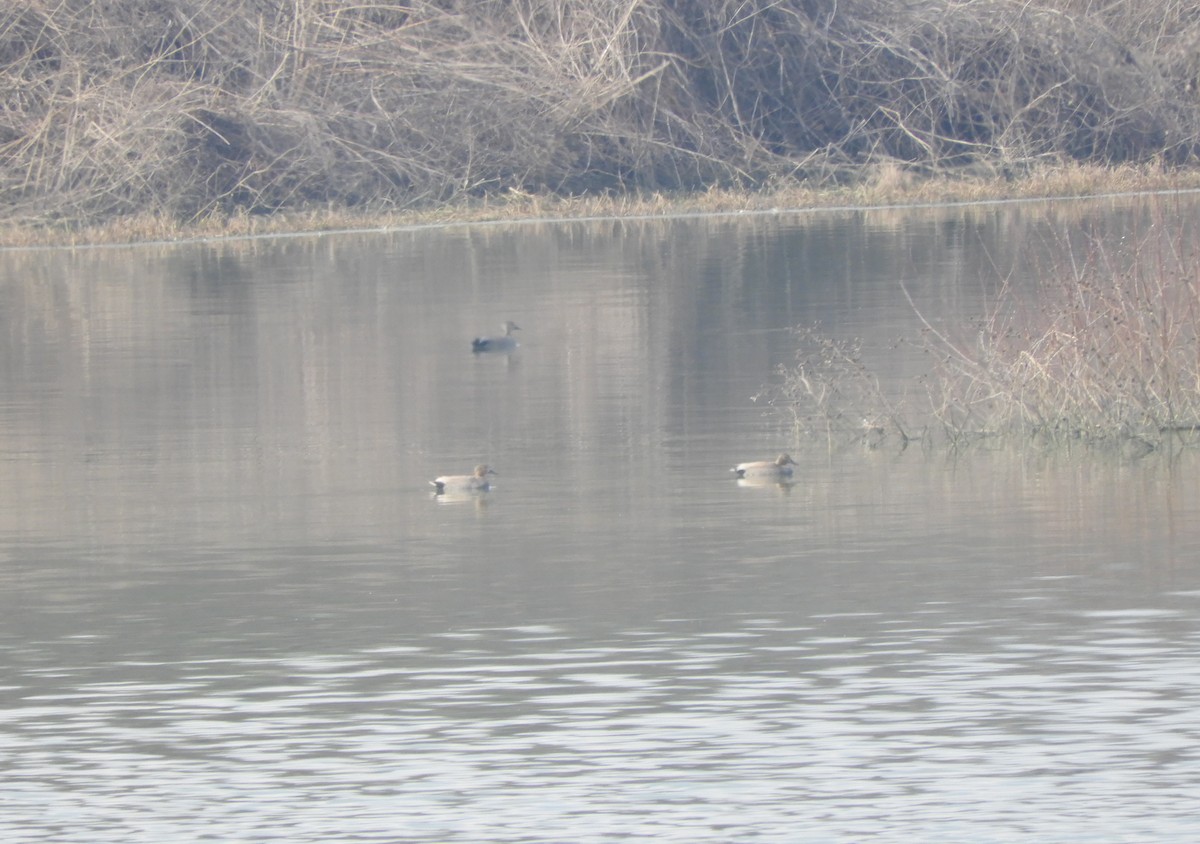 Gadwall - Miroslav Mareš