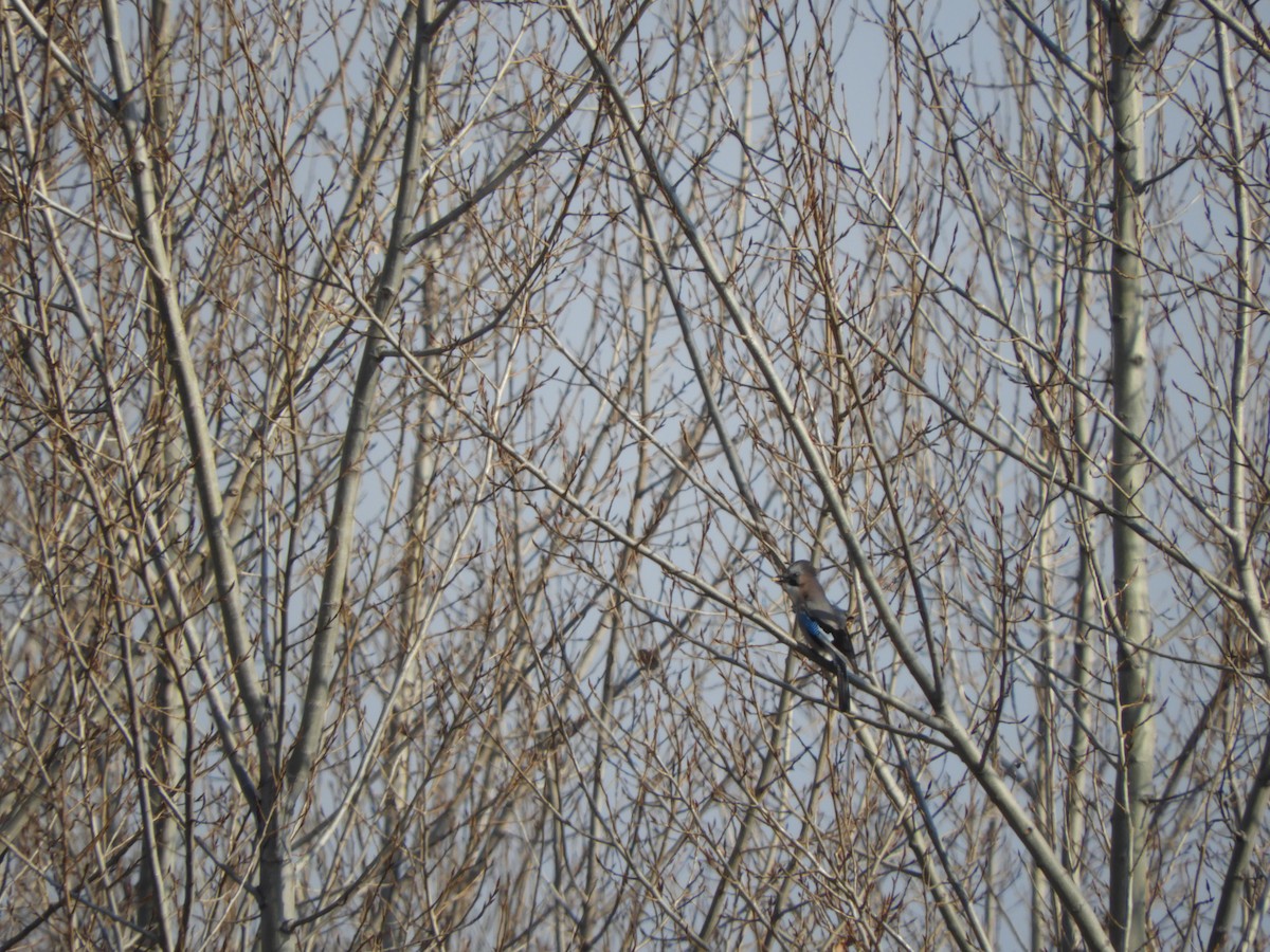 Eurasian Jay - ML86140871