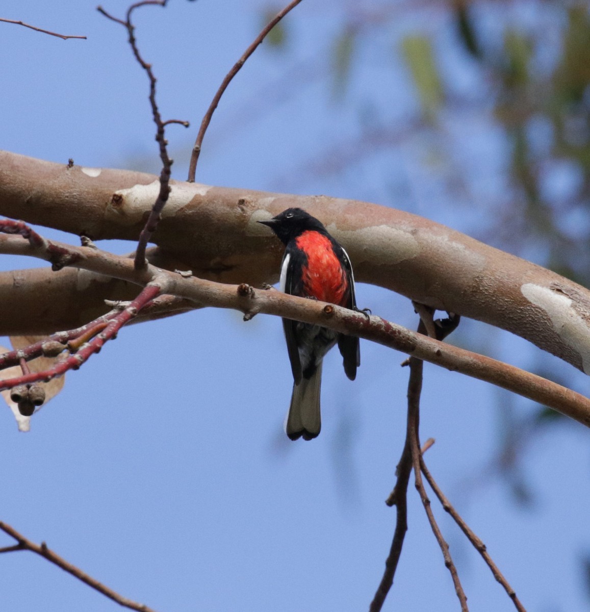 Painted Redstart - ML86142361