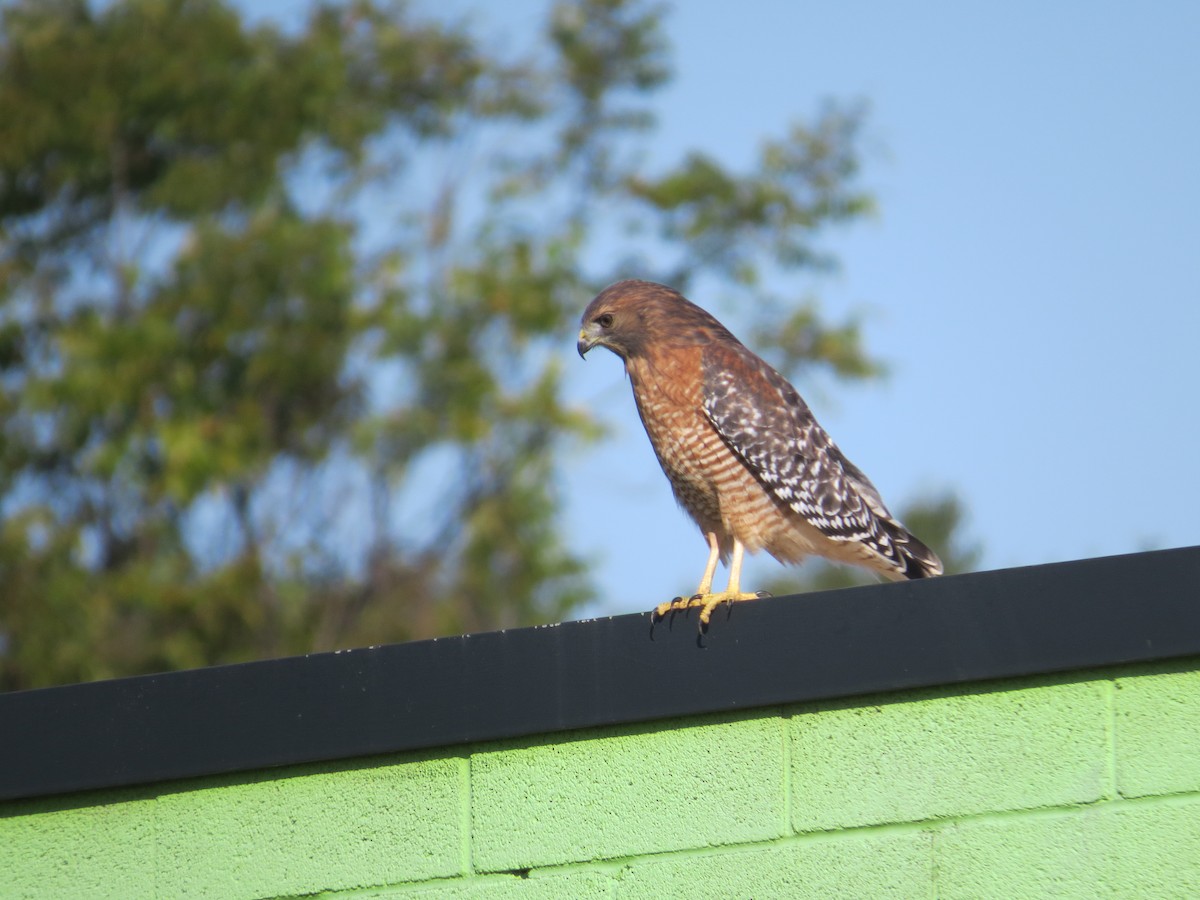 Red-shouldered Hawk - Drew Meyer