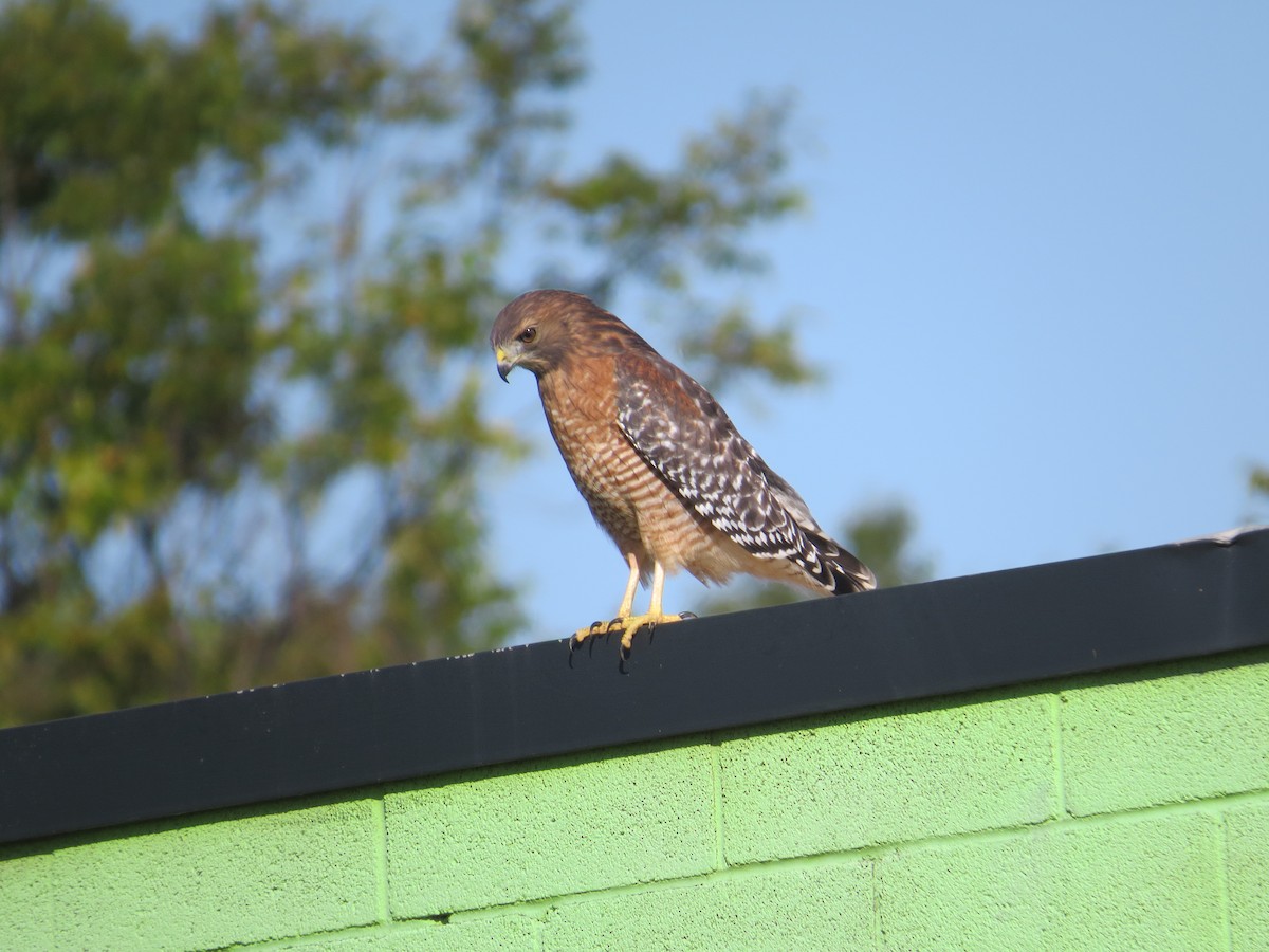 Red-shouldered Hawk - Drew Meyer