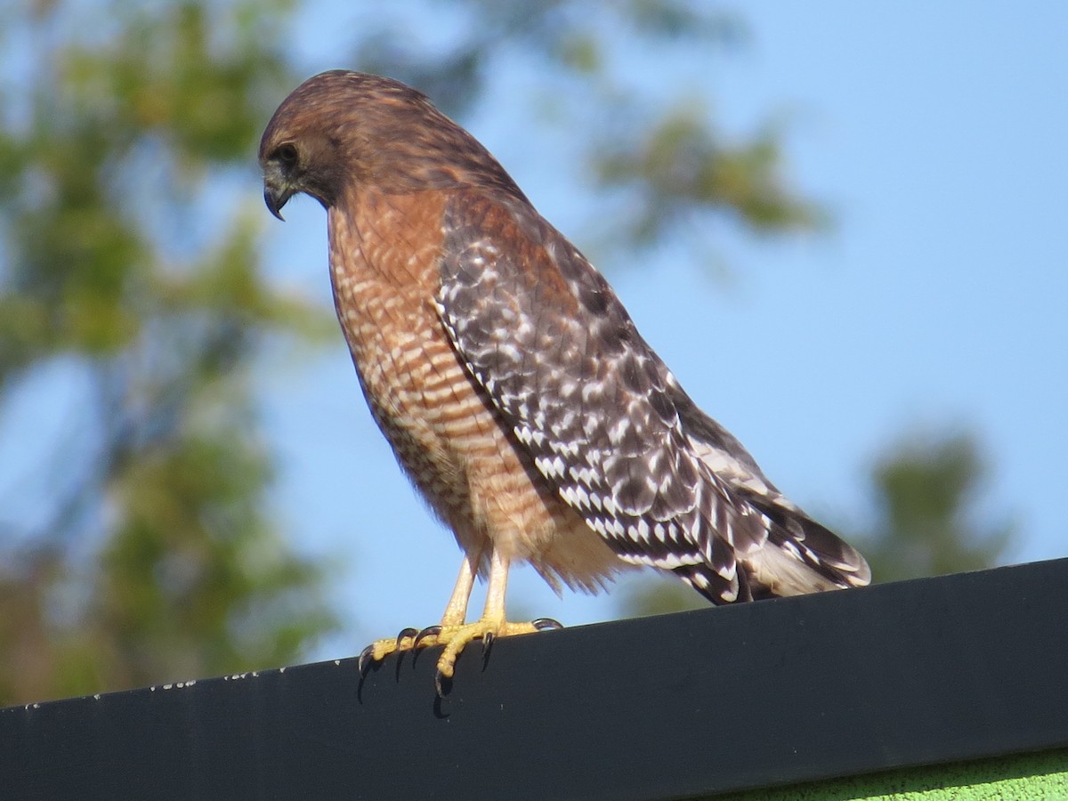 Red-shouldered Hawk - Drew Meyer