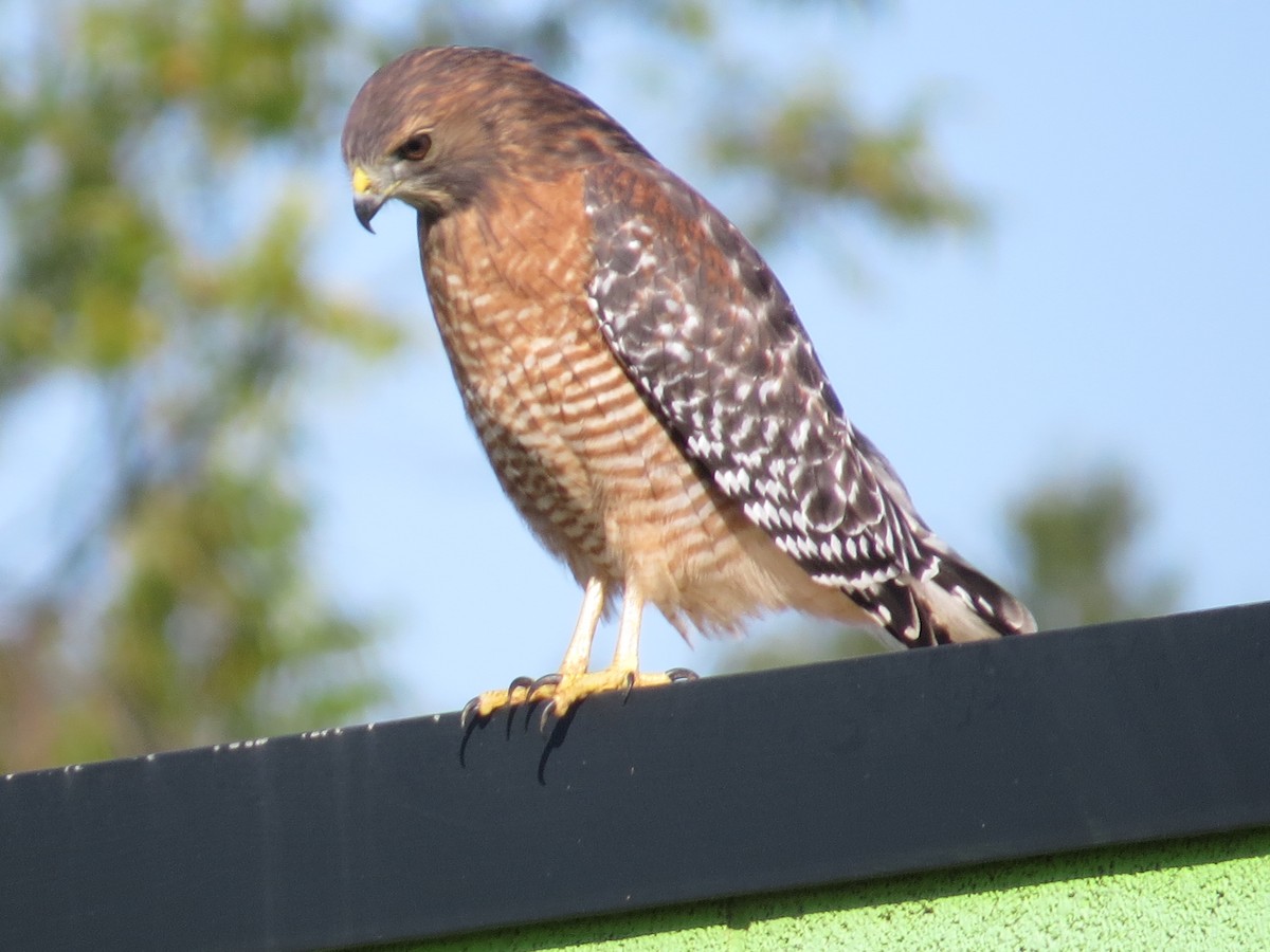 Red-shouldered Hawk - ML86142811