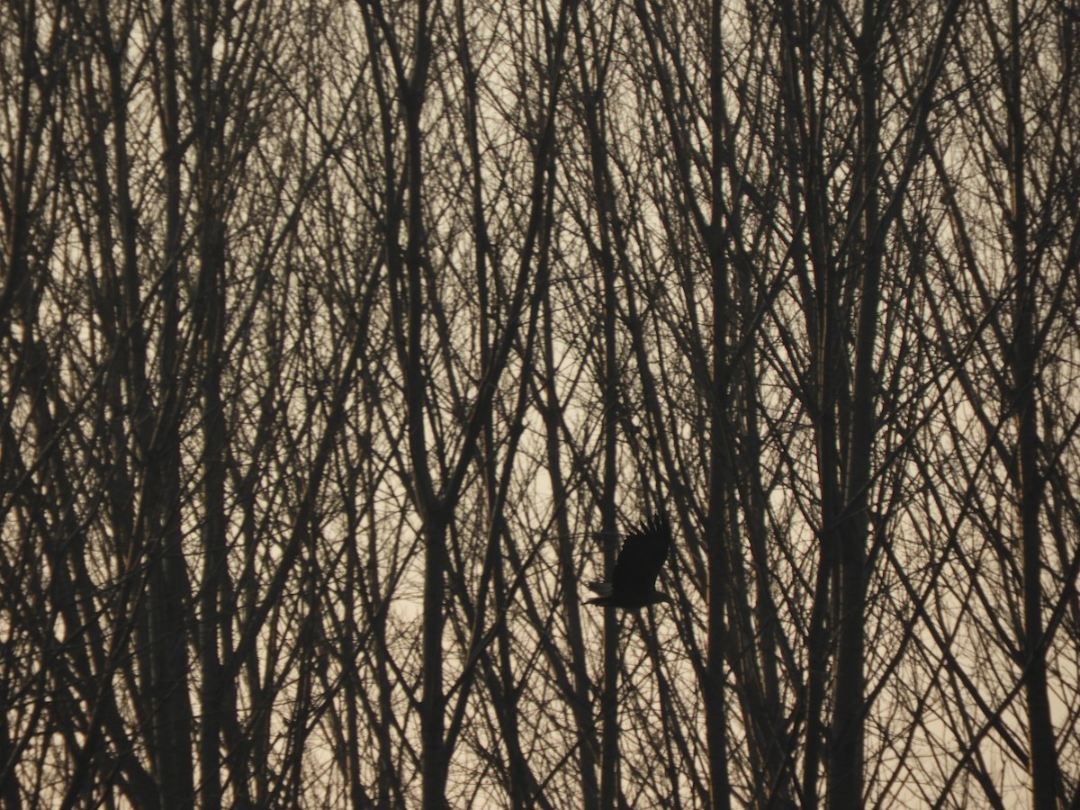 White-tailed Eagle - Miroslav Mareš