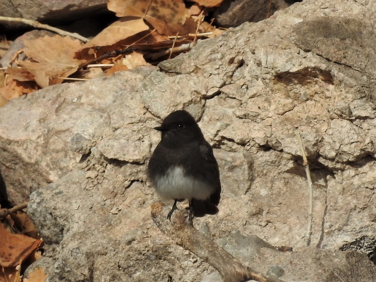 Black Phoebe - ML86144281