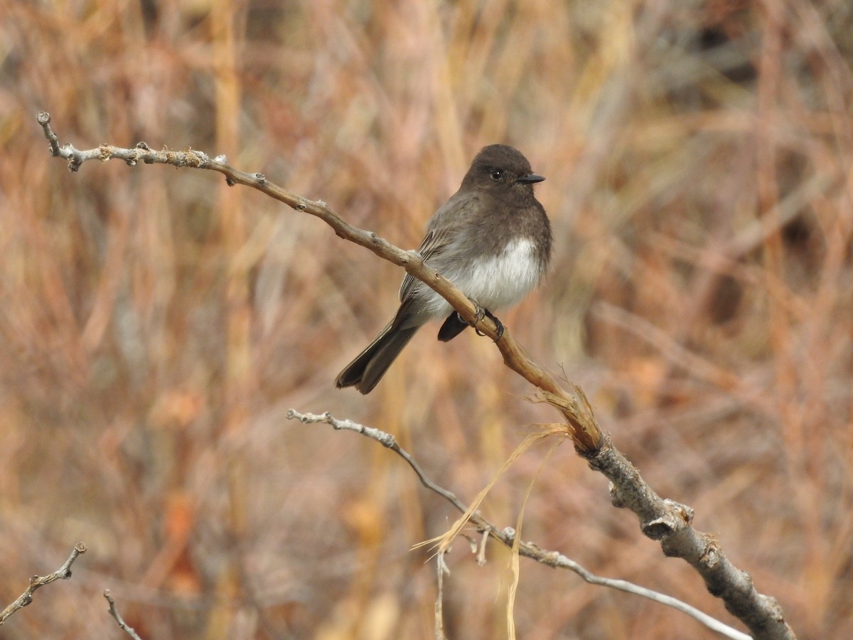 Black Phoebe - ML86144301