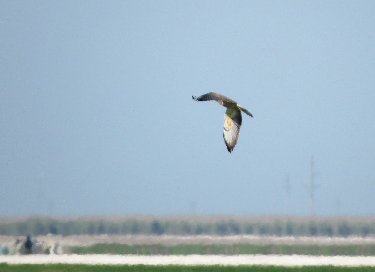 Swainson's Hawk - ML86145181