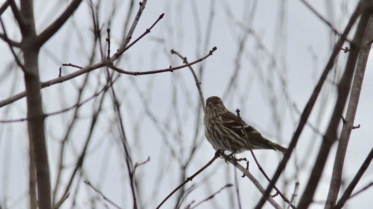 Pine Siskin - Pierre Bergeron