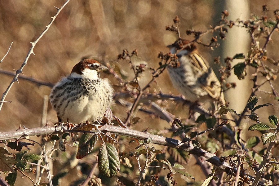 Spanish Sparrow - ML86145961