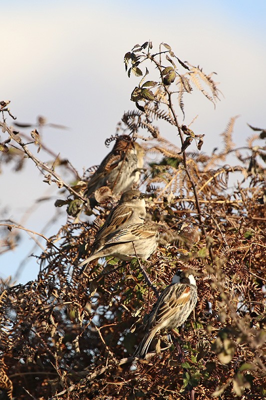 Spanish Sparrow - ML86145971