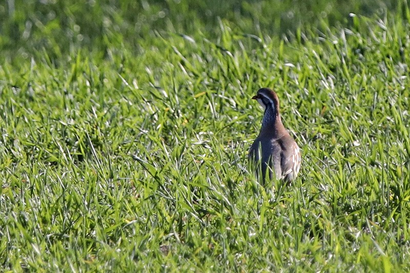 Red-legged Partridge - ML86146001