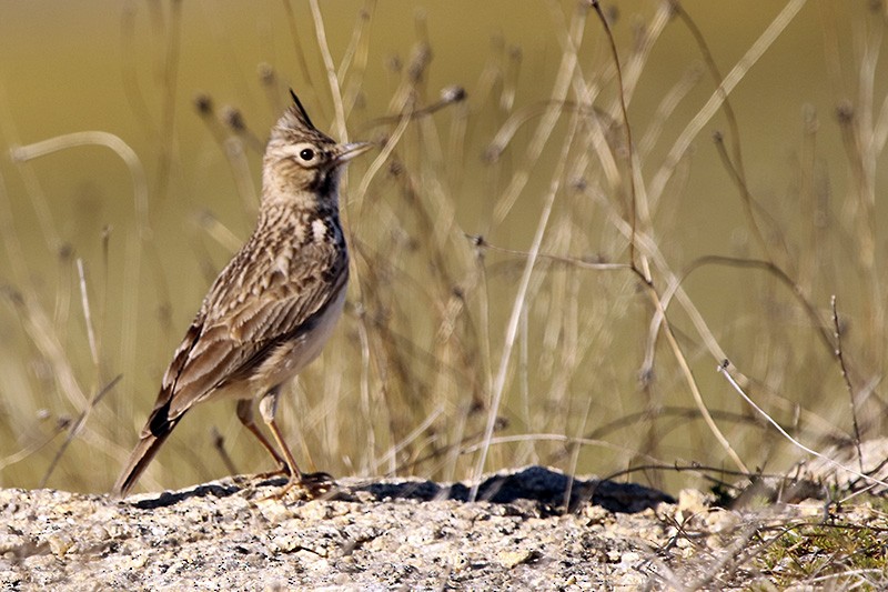 Thekla's Lark - ML86146391