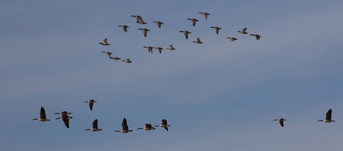 Cackling Goose - Tony Leukering