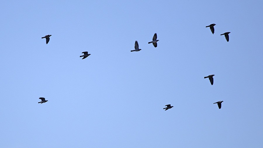 Common Wood-Pigeon - ML86146671