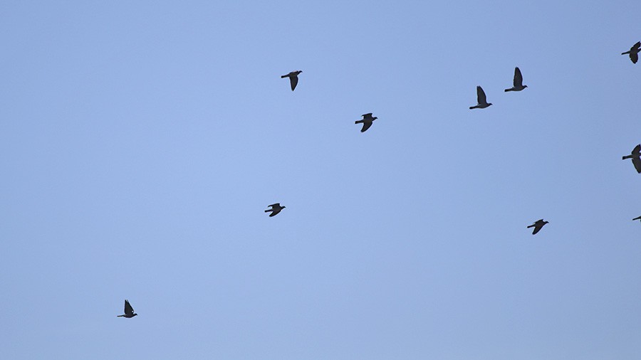 Common Wood-Pigeon - ML86146681