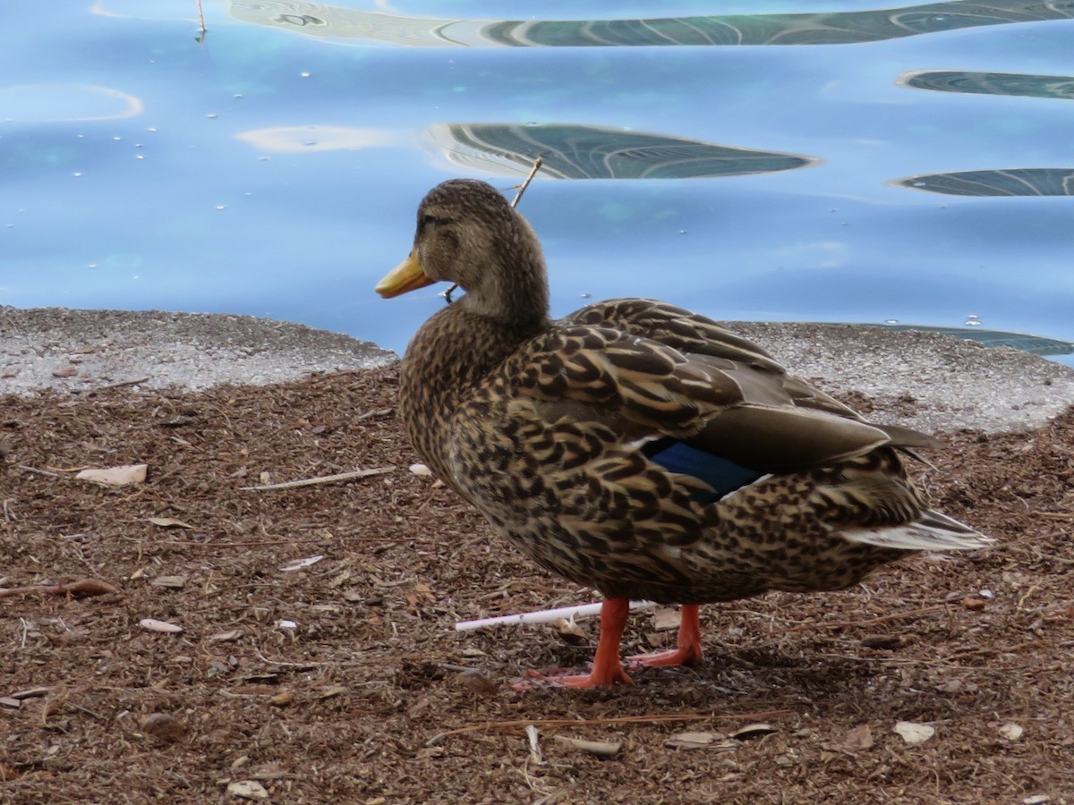 Mallard x Mottled Duck (hybrid) - ML86146791