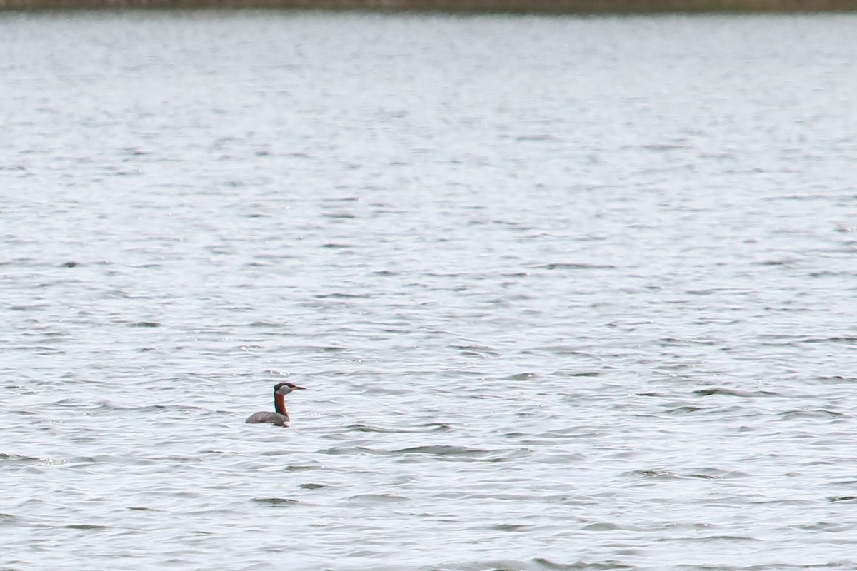 Red-necked Grebe - ML86149651