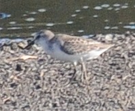 Semipalmated Sandpiper - ML86150861