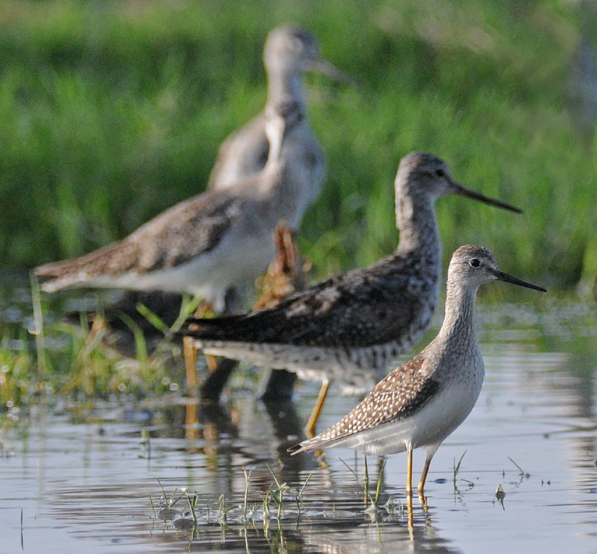 Lesser Yellowlegs - Steven Mlodinow