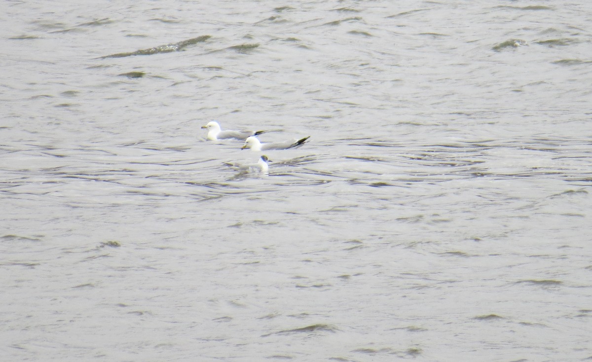 Bonaparte's Gull - ML86152111