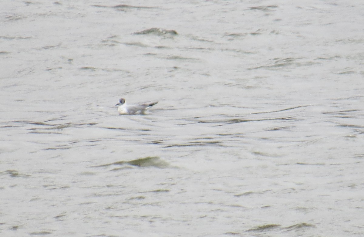 Bonaparte's Gull - ML86152151