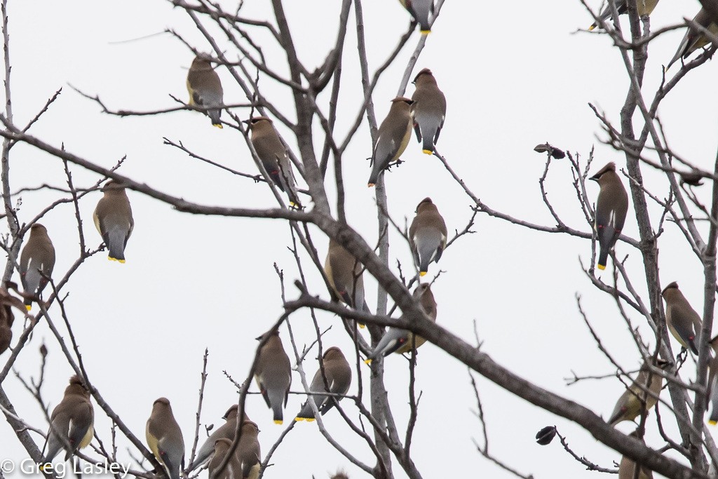 Cedar Waxwing - ML86153971