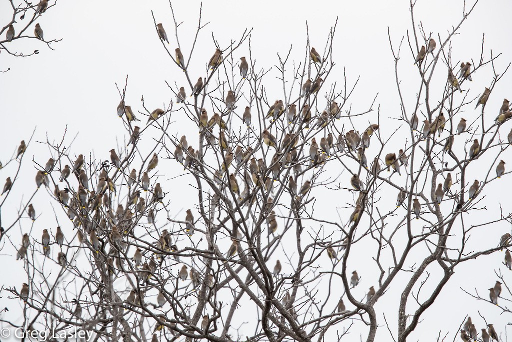 Cedar Waxwing - ML86153981
